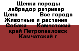 Щенки породы лабрадор ретривер › Цена ­ 8 000 - Все города Животные и растения » Собаки   . Камчатский край,Петропавловск-Камчатский г.